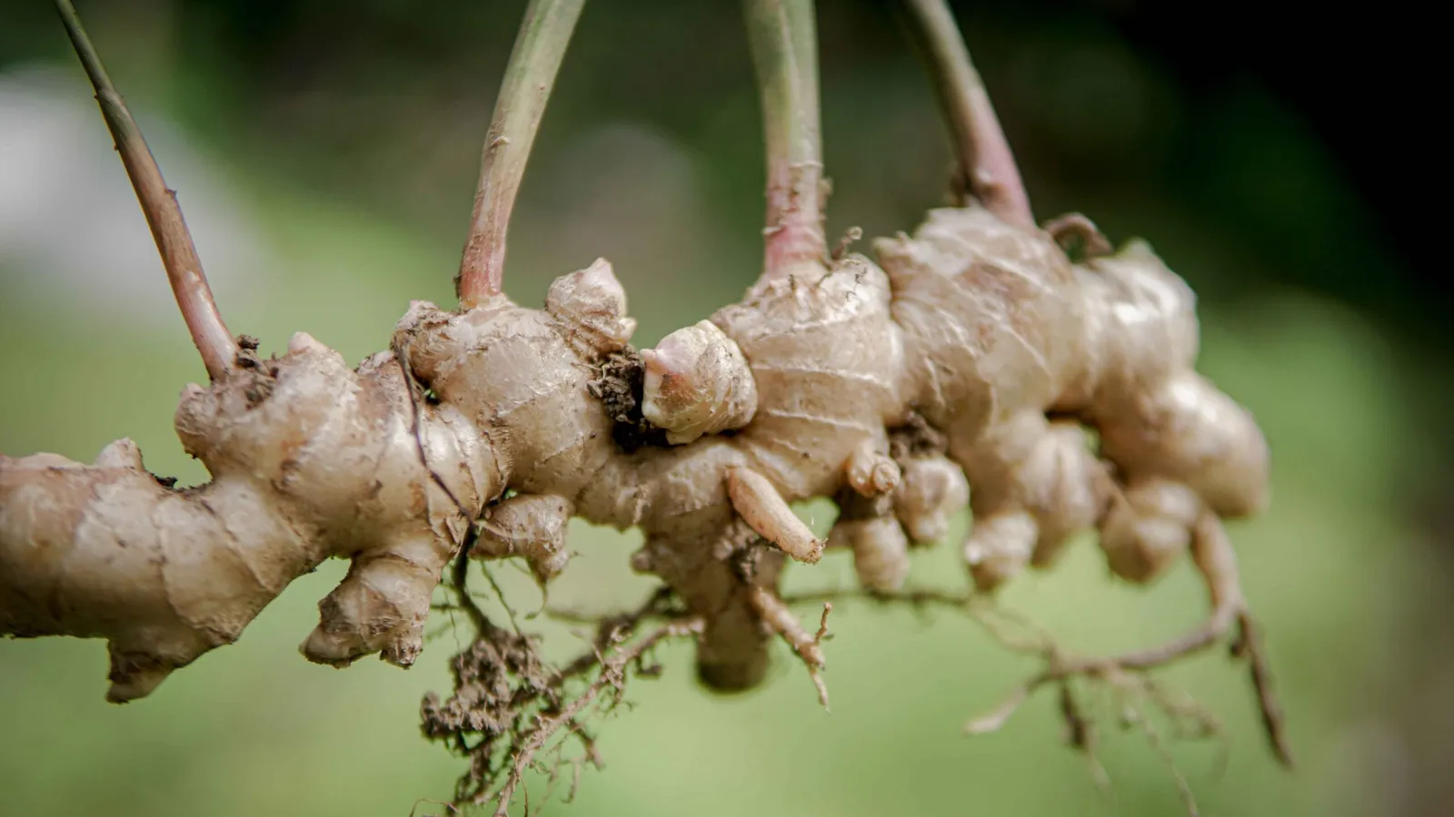 The Organic Farm