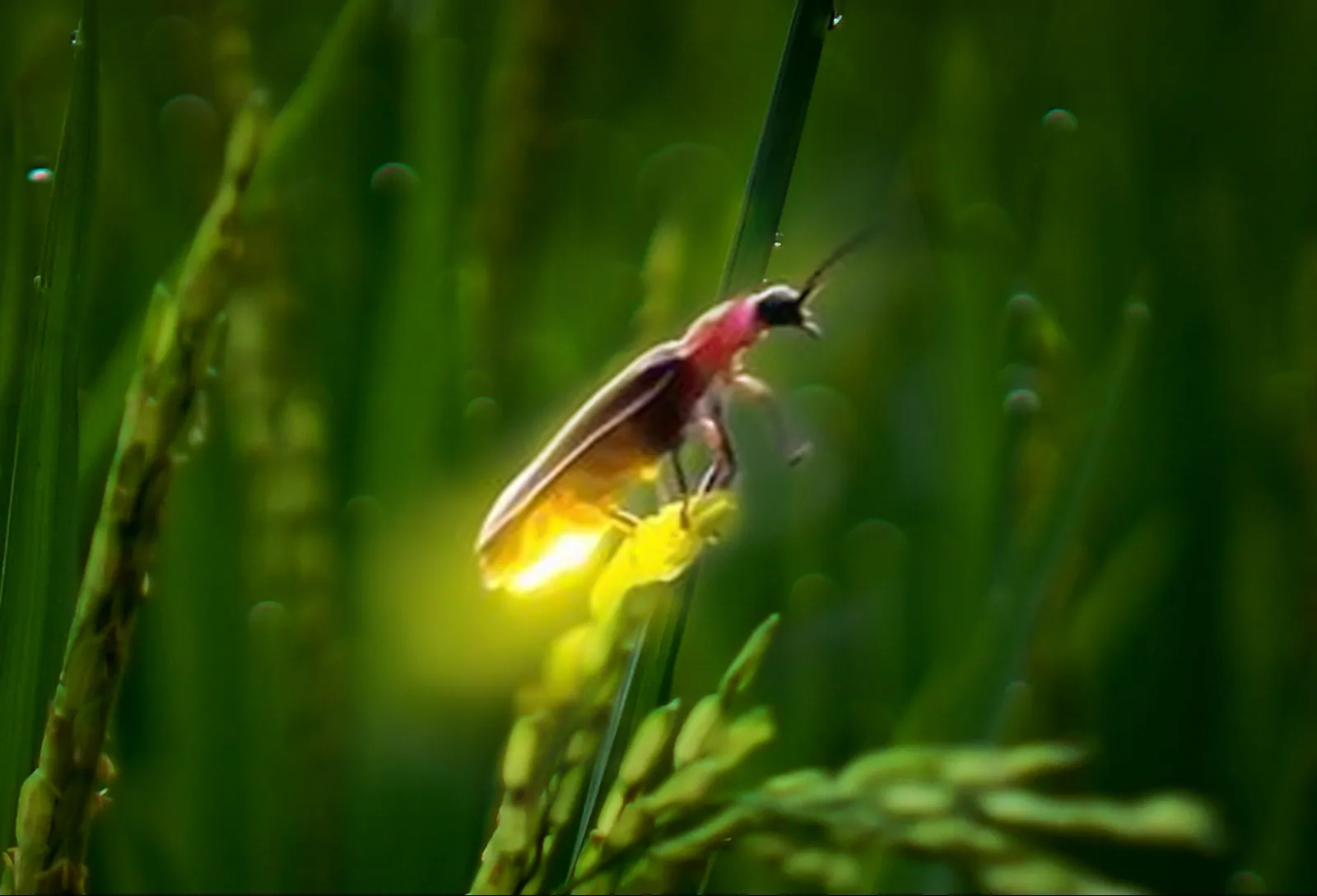 Village firefly night tour at Pemulan Bali