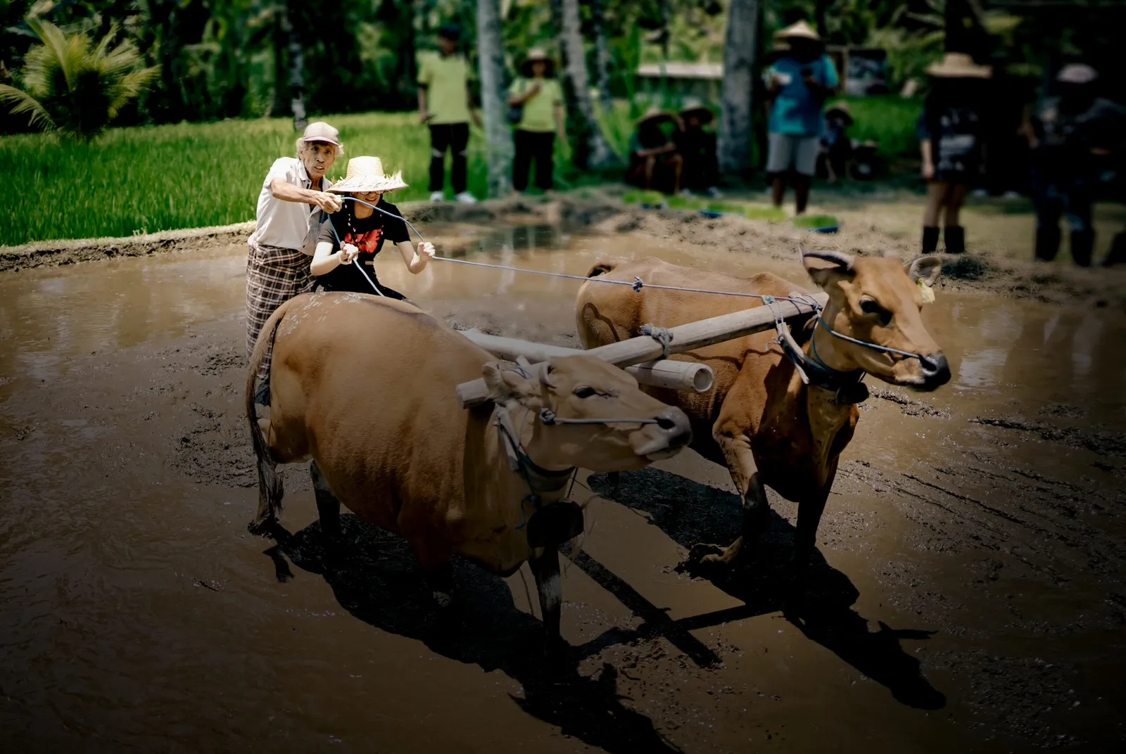 Farming Firefly Night Tour — Pemulan Bali