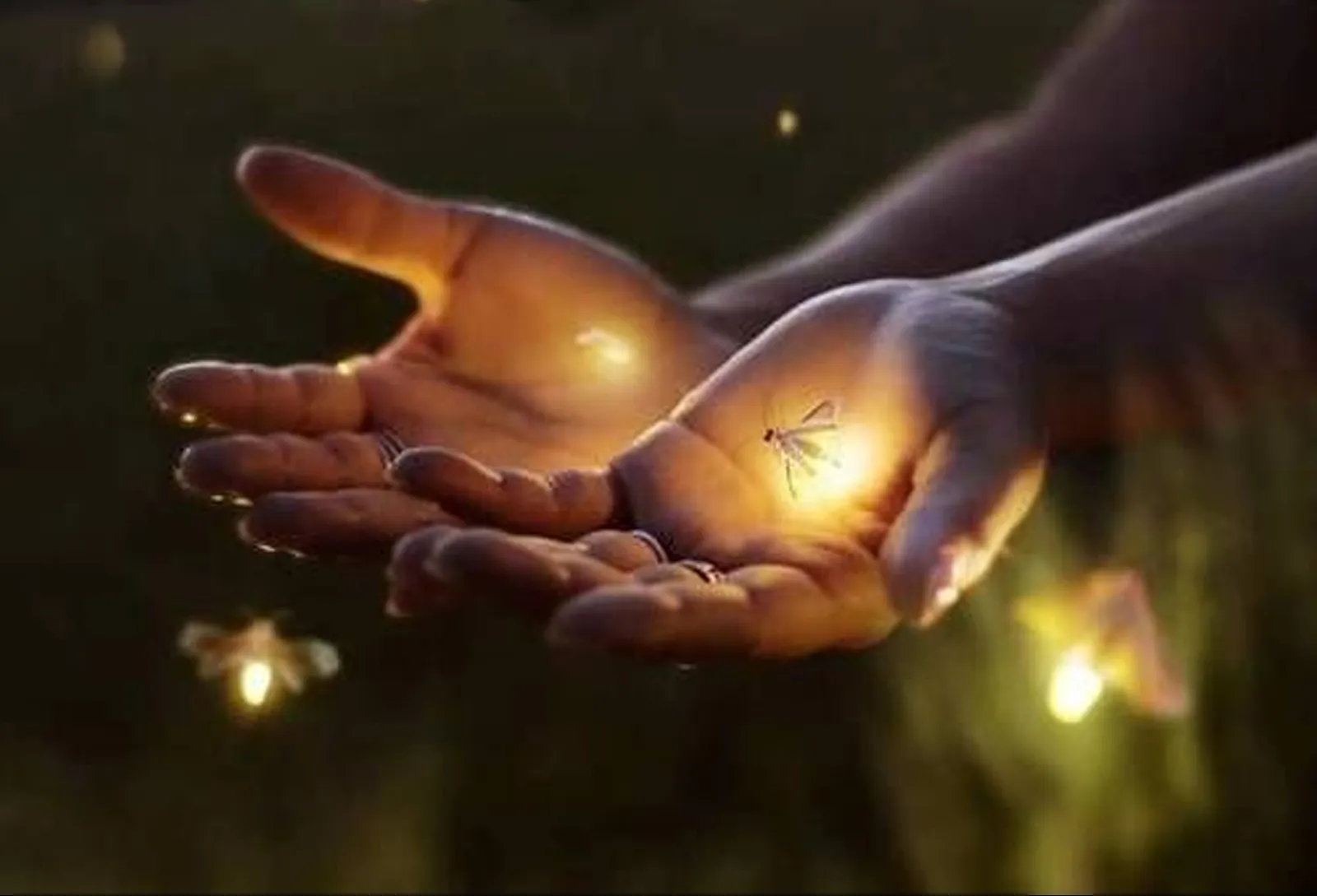 Farming Firefly Night Tour — Pemulan Bali